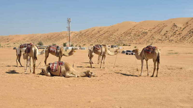 camels